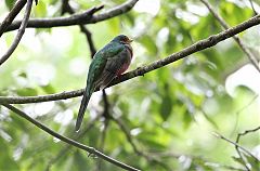 Narina Trogon